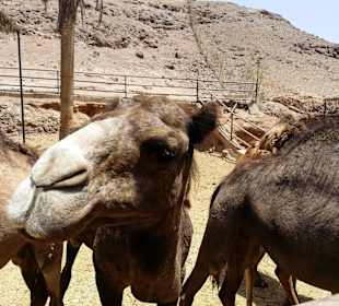 Kamel zum Streicheln