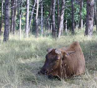 Bear Country Rapid City