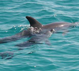 Delfinmutter mit Baby