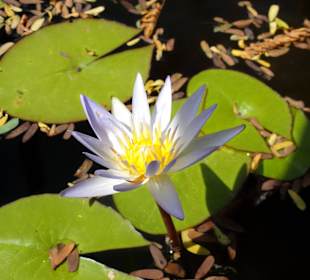 Rundgang durch die Idylle von Mimi´s Eco Farm