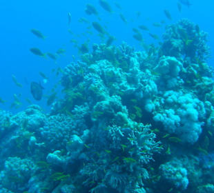 Tauchausflug mit Regina