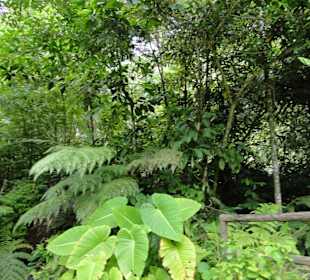 Poring Hot Springs - Schmetterlingsgarten