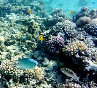 Schnorcheln Makadi Bay