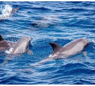 Geführte Touren Egypt Booking.com