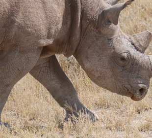 Etosha