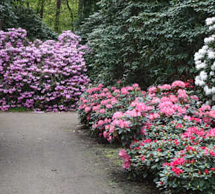 Impressionen aus dem Rhododendronpark Gristede