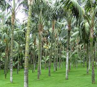 Palmenwald im Loro-Park