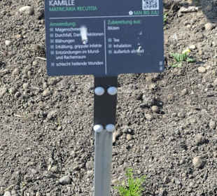 Hinweistafel zum eingepflanzten Kraut