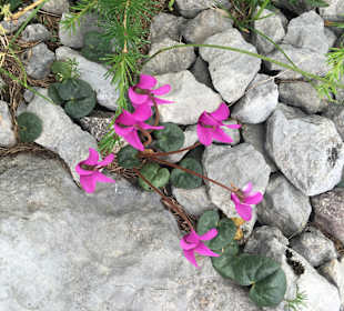 Wandern Hermagor - Pressegger See