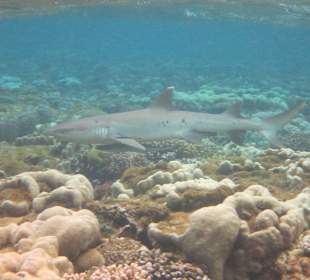 Weißspitzenriffhai
