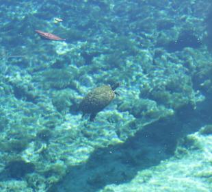 Kristallklares Wasser