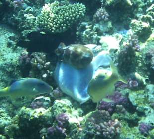 Kleine Krake am Hausriff