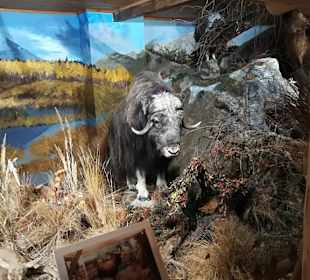 Alpen Wildpark Feld am See