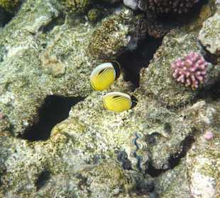 Traumhafte Unterwasserwelt