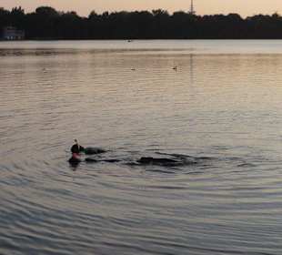 Die Tauchschule übt vor unseren Augen