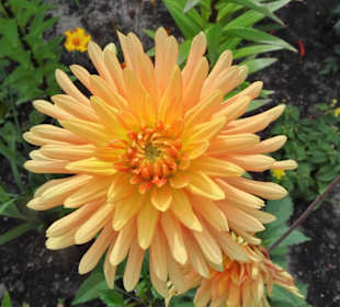 Eindrücke vom Rundgang durch den Park der Gärten