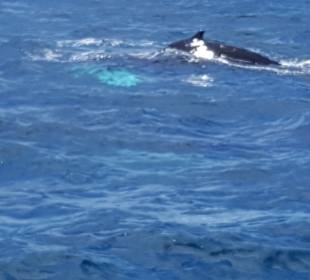 Bacardi Insel - Isla Cayo Levantado