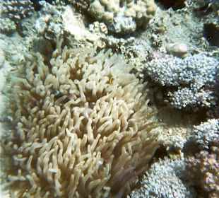 Unterwasserwelt SSRM