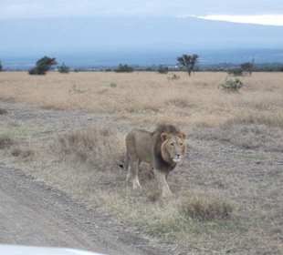 Masai Mara Game Drive