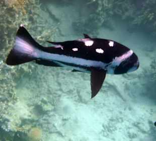 Juveniler Schwarzweiß-Schnapper