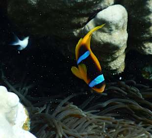 Rotmeeranemonenfisch