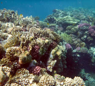 Rwelt Riff Rohanou Beach Resort