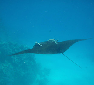 Manta- / Teufelsrochen