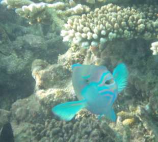 Papageienfisch