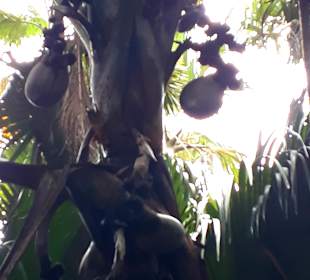 Nationalpark Valleé de Mai