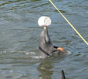 Delfin mit Eimer und Ball