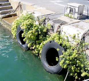 Hafenkai in Port Vendres