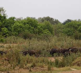Krüger Nationalpark	
