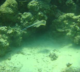 Blaupunktrochen auf Beutezug