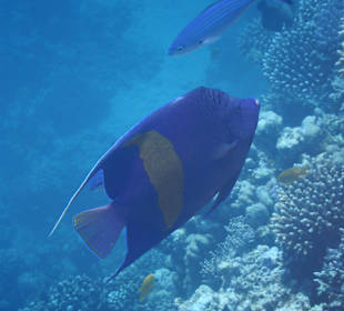 Arabischer Kaiserfisch oder Mondfisch