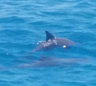 Delfin Tour "Dolphine House" El Gouna