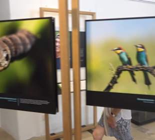 Museum für Ur- und Frühgeschichte