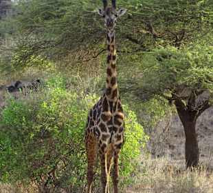 Julius Tact / JT Safaris 