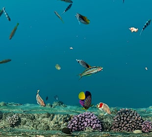 Schnorcheln Marsa Alam