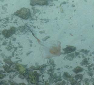 Sundowners Bar Bandos Island