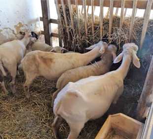 Im Schafstall eines Bauernhauses des Museums