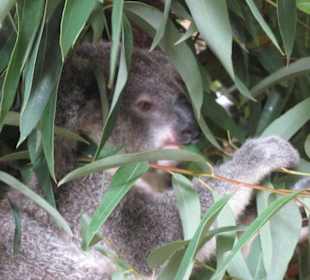 Zoobesuch bei Brisbane