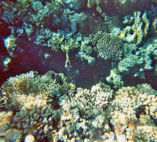 Schnorcheln bei Hurghada