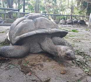 The Turtle Sanctuary