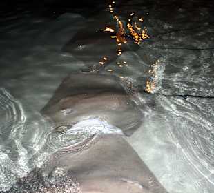 Rochenfüttern Sun Island