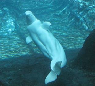 Beluga