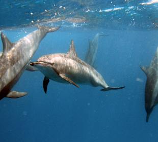 Dolphins