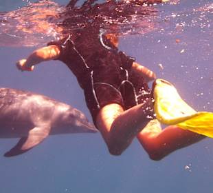 Schwimmen mit Delfinen...