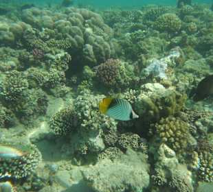 Fähnchen-Falterfisch