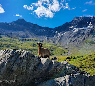 Wandern Adelboden