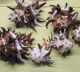 Rundgang durch das Muschelmuseum Wremen